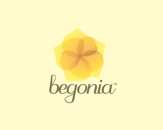 begonia